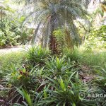 Commercial Rental opportunity for Detached Phrom Phong House