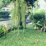 RENT บ้านเดี่ยวให้เช่าในทองหล่อ Detached 4 bed 4 bath house in Thonglor